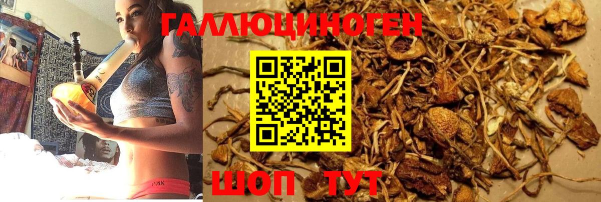 где купить наркотик  Вход с VPN  Фрязино  Псилоцибиновые грибы Psilocybe  Псилоцибиновые грибы мицелий 